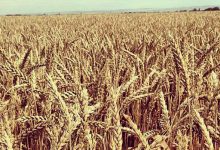 Photo of Сельское хозяйство в прошлом