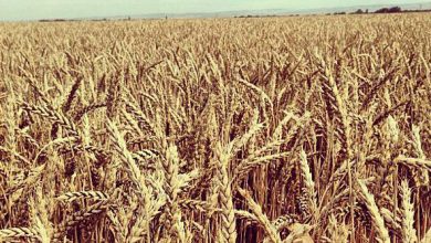 Photo of Сельское хозяйство в прошлом