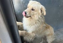 Photo of Горно-Алтайск запустит программу по реабилитации бездомных