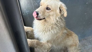 Photo of Горно-Алтайск запустит программу по реабилитации бездомных