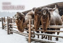 Photo of Религиозные обряды алтайцев